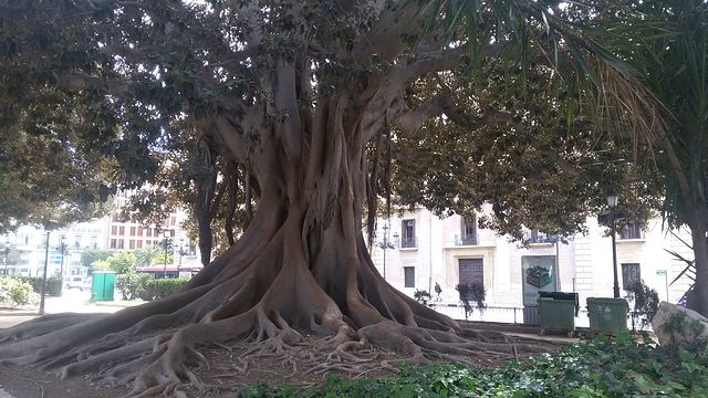 Forme possenti: l'albero con le sue radici tortuose