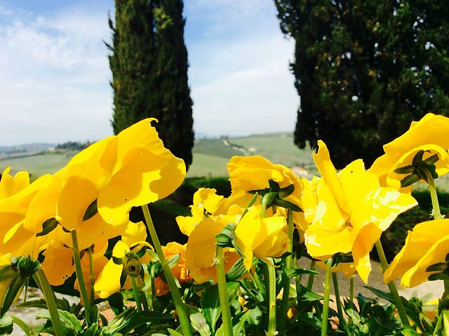 Fiori gialli: l'infinita complessità della natura